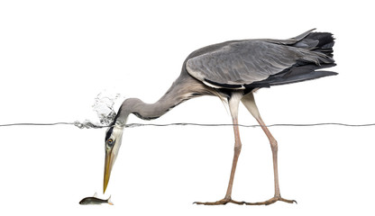 Side view of a Grey Heron fishing, head under water