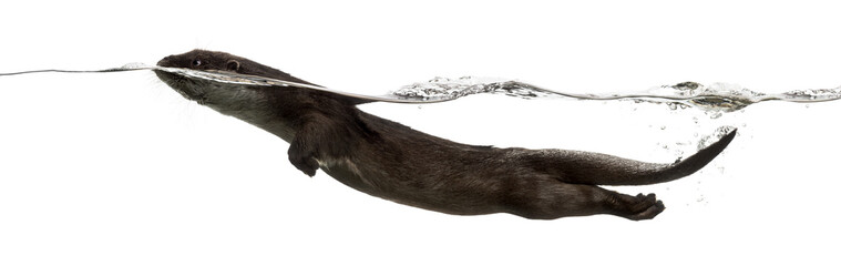 European otter swimming at the surface of the water