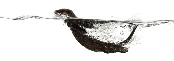 European otter swimming at the surface of the water