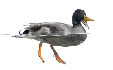Mallard quacking, floating on the water, Anas platyrhynchos