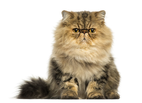 Front view of a cranky Persian cat facing, looking at the camera