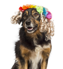 Close-up of Border collie wearing a blond wig with floral crown