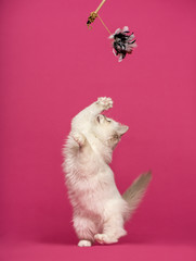 Birman cat playing, pawing up at a stick toy, on pink background