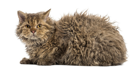 Side view of a Selkirk rex lying, isolated on white