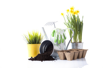 daffodil flowers and garden equipment