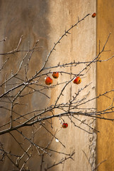 Autumn apples on tree branches in early spring