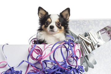 Close-up of a Chihuahua in a present box, isolated on white