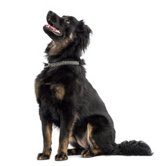 Crossbreed dog sitting, panting, looking up, isolated on white