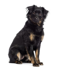 Crossbreed dog sitting, looking at the camera, isolated on white