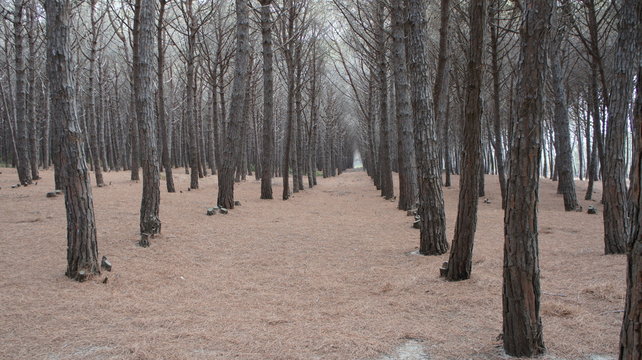 for&ecirc;t
