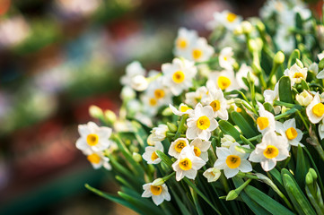 Naklejka premium Bunch of white daffodils at a spring flower market