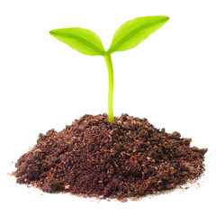 Young seedling growing in a soil.