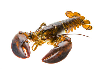 Raw lobster