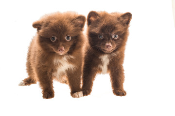 Fototapeta na wymiar Pomeranian spitz puppy