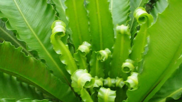 Asplenium nidus new leaf.