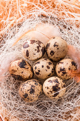 quail's eggs