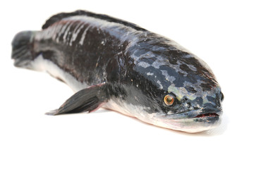 Giant snakehead fish