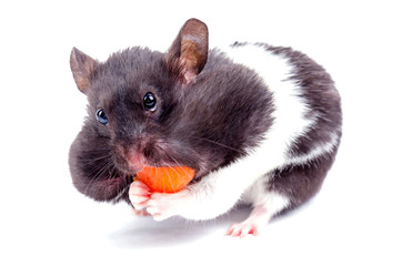 Greedy hamster