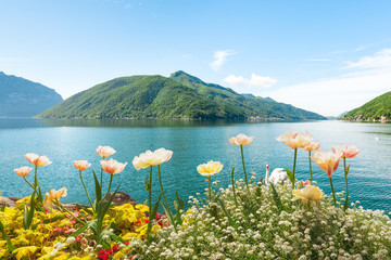 Flowers near lake with swans, Lugano, Switzerland