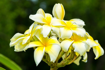 Plumeria flower, Beautiful yellow inflorescence.