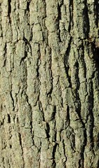 Obraz premium Oak Tree Bark With Many Cracks