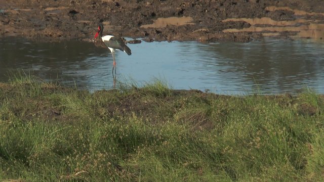 jabiru d'afrique