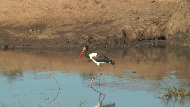 jabiru d'afrique