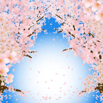 桜のトンネル 青空