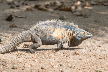 Iguana