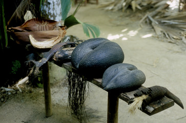 coco-de-mer, Vallée de Mai, Praslin, Seychelles