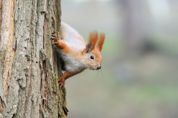 Red squirrel