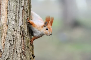 Poster de jardin Écureuil Red squirrel  © byrdyak