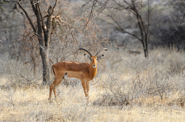 Impala