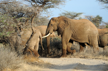 Fototapeta premium Elephant