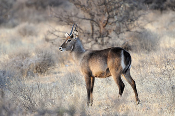 Waterbuck