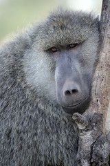 Olive baboon