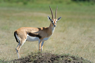 Thomson's gazelle