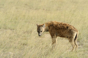 Hyena