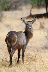 Waterbuck