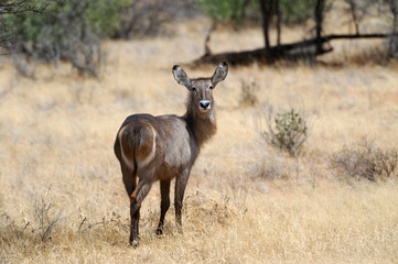 Waterbuck