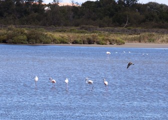 wildvögel in südfrankreich