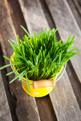 Fresh green grass in a bucket
