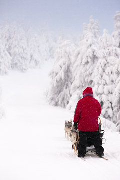 sledge dogging, Sedivacek's long, Czech Republic