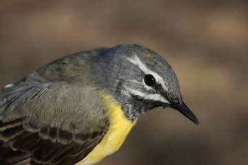 Lavandera cascadeña, Motacilla cinerea
