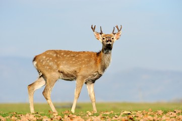 Deer in autumn field