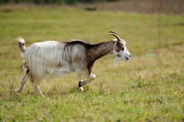 Goat in meadow