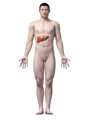 Fototapeta premium illustration of the liver of an asian male guy