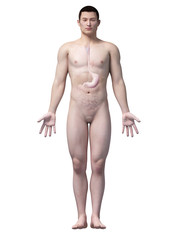 Fototapeta premium illustration of the stomach of an asian male guy