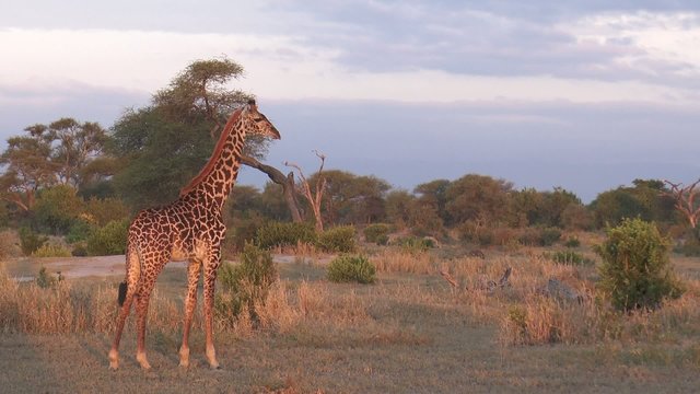 girafe à l'aube