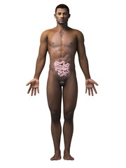 Fototapeta premium anatomy of an african american man - small intestine